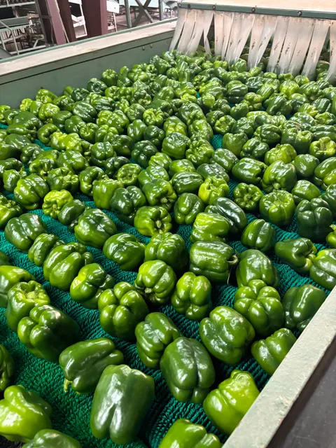 East Coast Farms & Vegetables