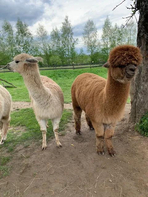 Alpaca Beach