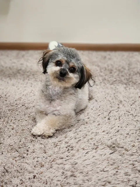 Shawnee Hills Pet Grooming