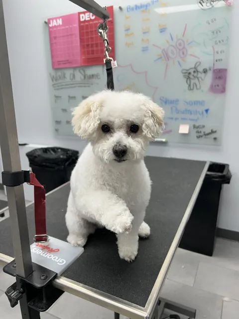 Scenthound Spanish Fork