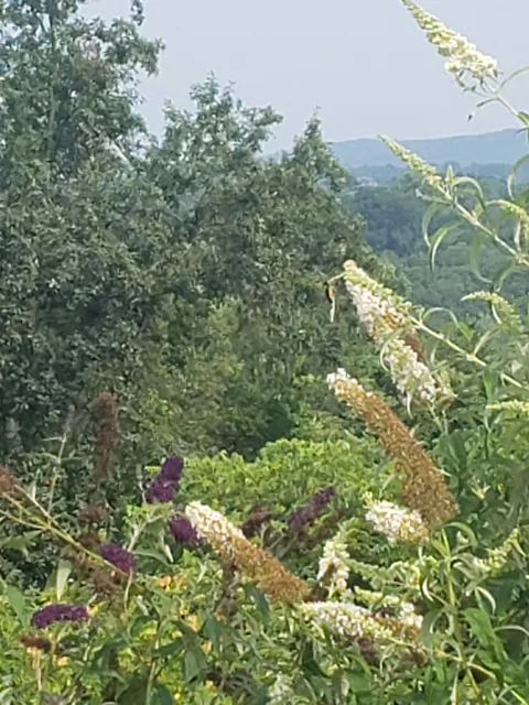 Hindinger Farm Market