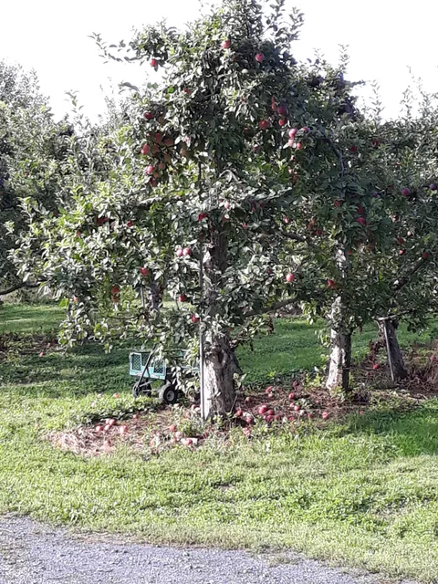 Locust Grove Fruit Farm