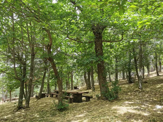 Foresta di Monte Pisanu