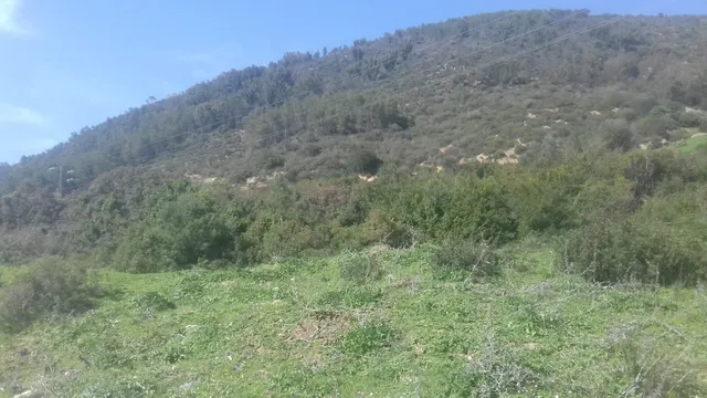 La Résidence les oliviers