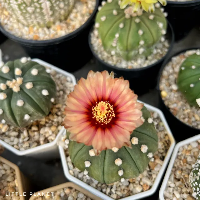 Little planet แคคตัสเชียงใหม่
