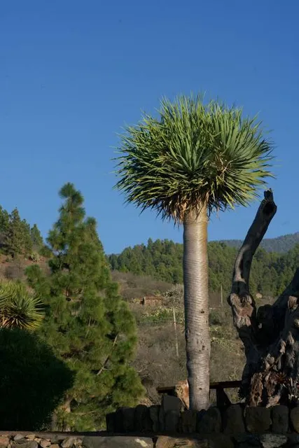 Mirador de Los Dragos