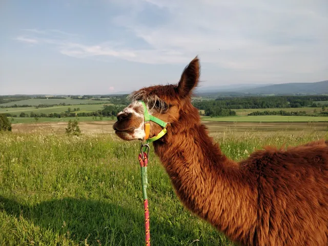 gmina Gryfów Śląski