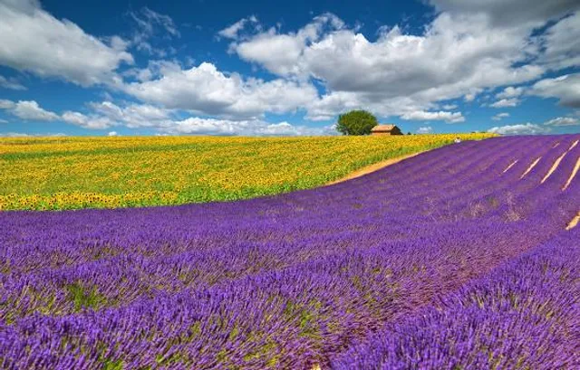 Lavender & sunflower field