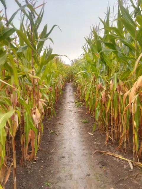 Silo 9 Maislabyrinth, Hochzeitslocation und Beachlounge in Steinweiler Seehof