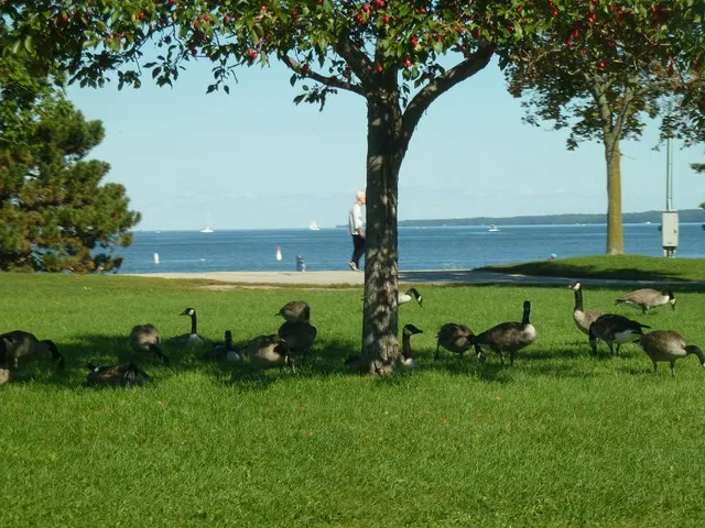 Allandale Station Park