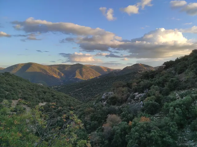 Quejigo del Amo o del Carbón