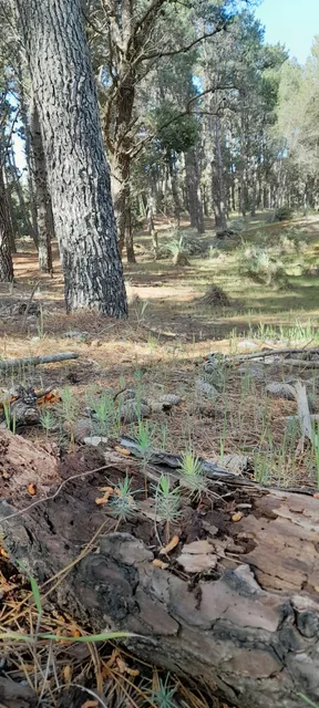 Bosque de Mar azul. Ex camping Ingenieros