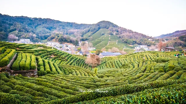 Inquiring About Tea at Dragon Well