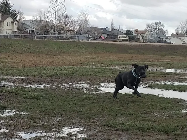 Roy Dog Park