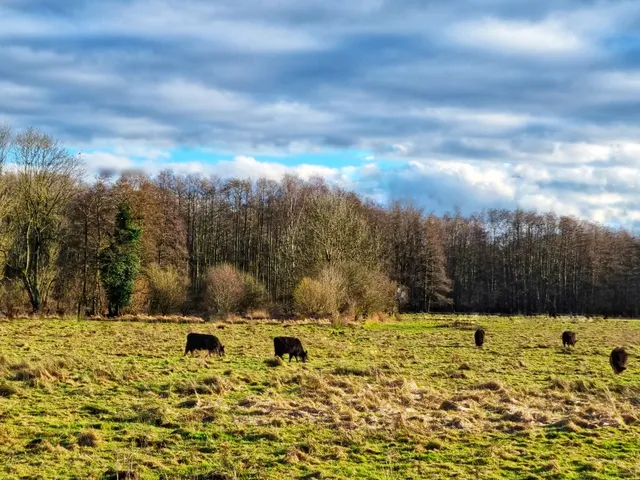 Vallei van de Mangelbeek