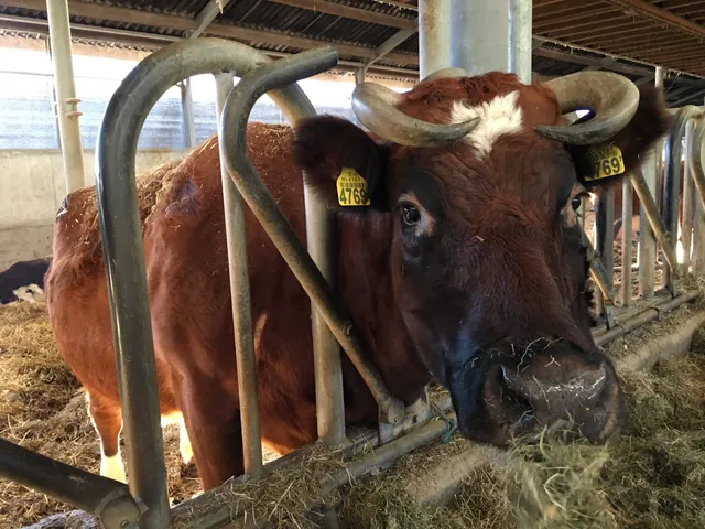 Open Farm De Groote Modderkolk of Nature