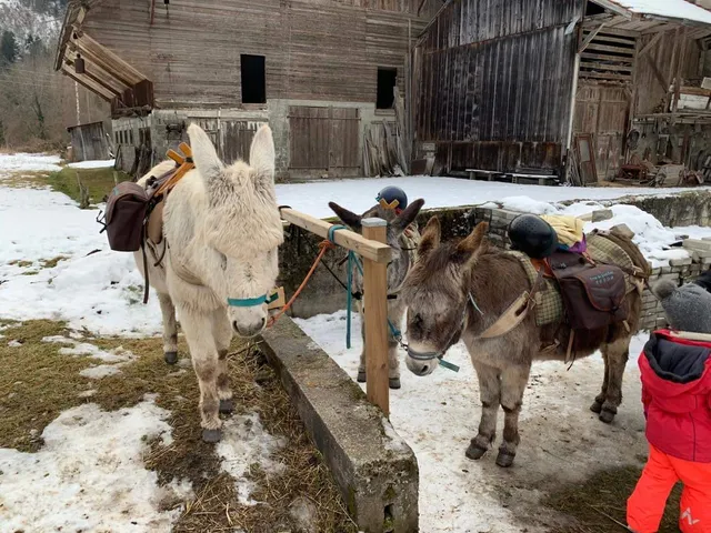 La Ferme des Genti'Ânes