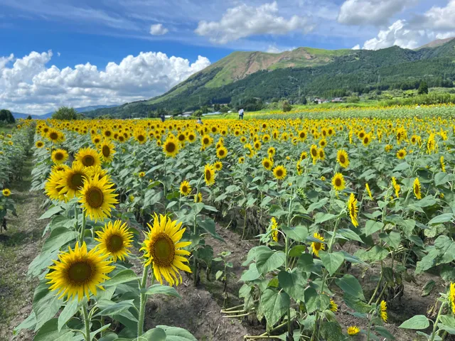 一心行のヒマワリ畑