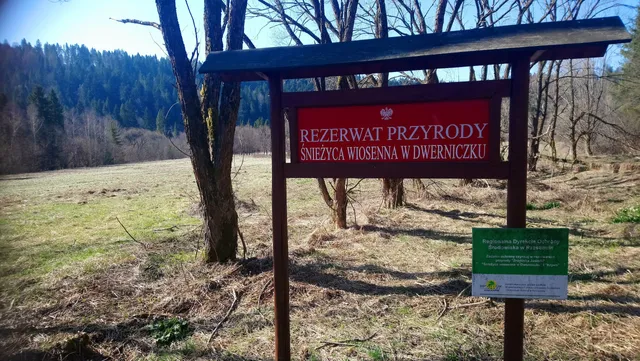 Rezerwat przyrody Śnieżyca wiosenna w Dwerniczku