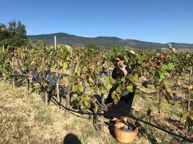 Società Agricola L’acino Srl