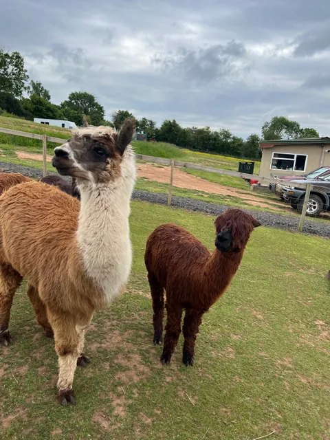 Severn Valley Alpacas