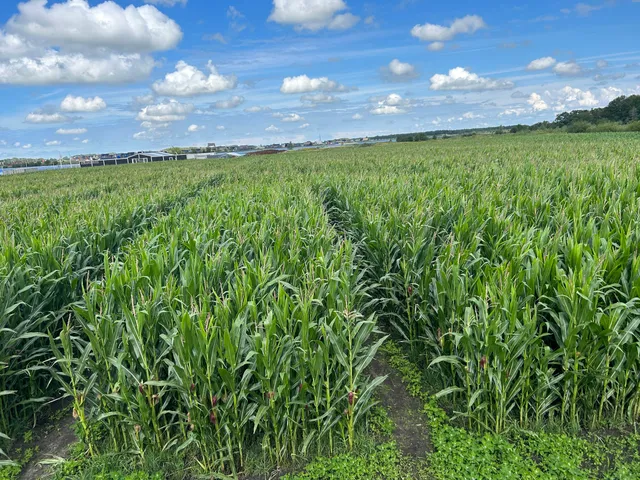 Corn maze Meerstad