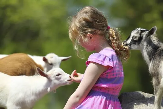 Old McDebbie's Farm / Jim's U-Fish