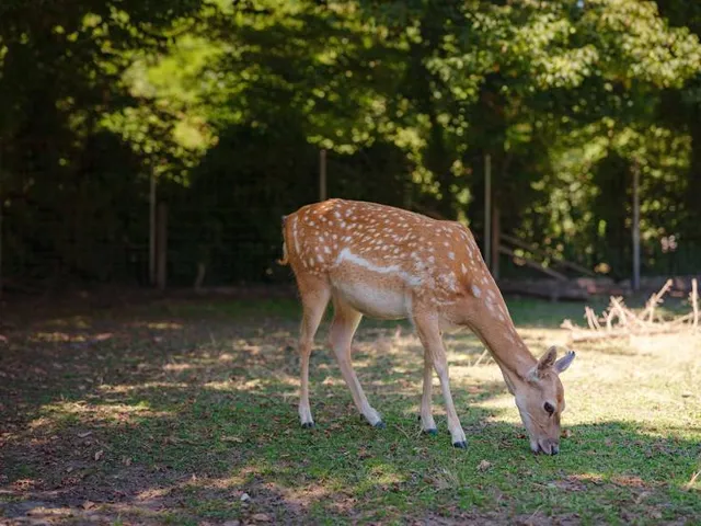 Tierpark Lange Erlen