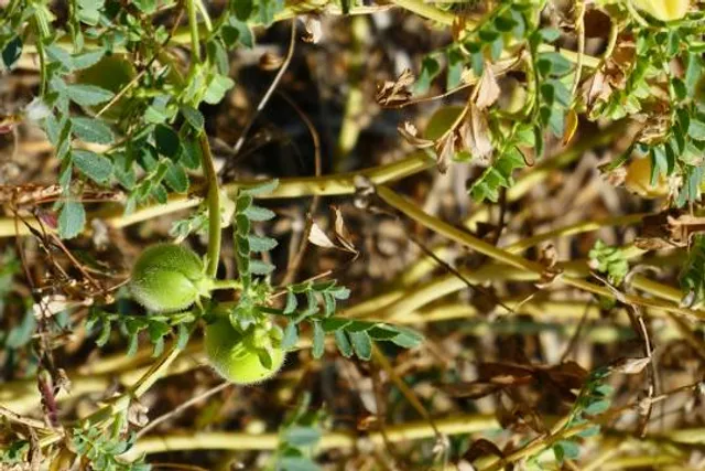 Spectacle de la Fresque historique de Bridiers