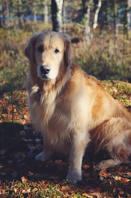 Center for Colorado Women's History