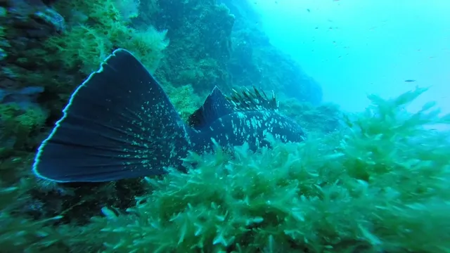 Beluga Diving prestations