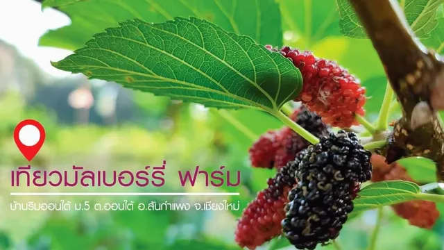 Mulberry Farm Monsiri