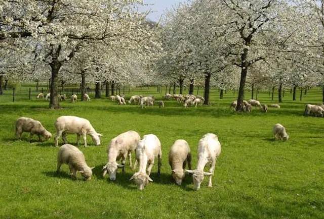 Alpine Alpacas Fairlie