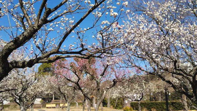 Wakamiya Park