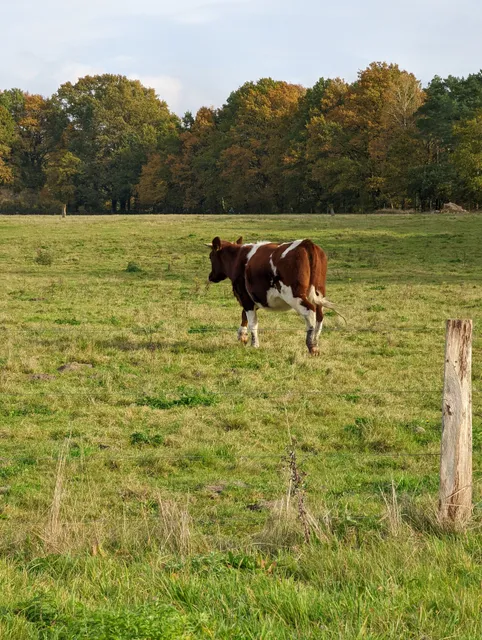 Hornbosteler Hutweide