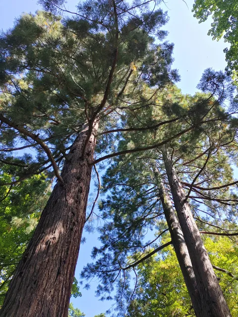 Sekvojovce v Ratměřicích