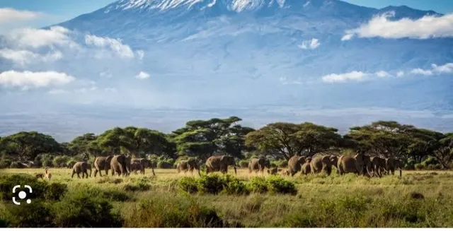 Africa Forest Cantonese Teahouse