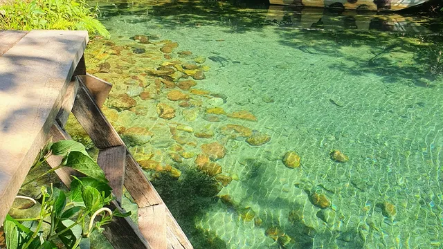 Nascente do Rio Bom Jesus