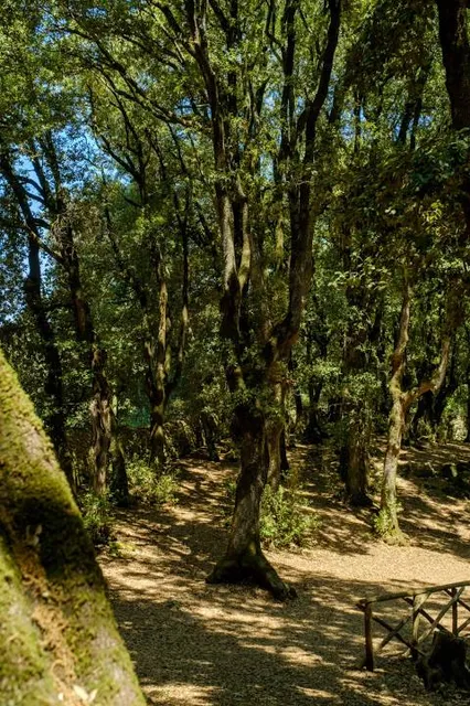 Bosco Sacro di Monteluco