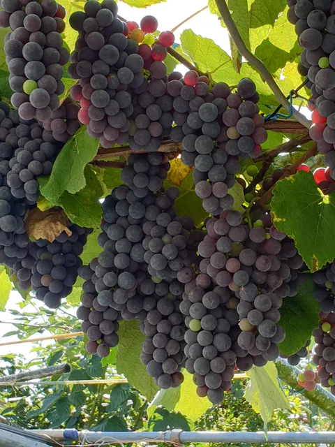 KGA Am Ahrensfelder Berg