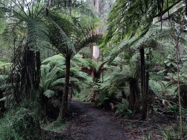 Grants Picnic Ground, Dandenong Ranges National Park