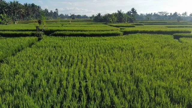 Kajeng Rice Field