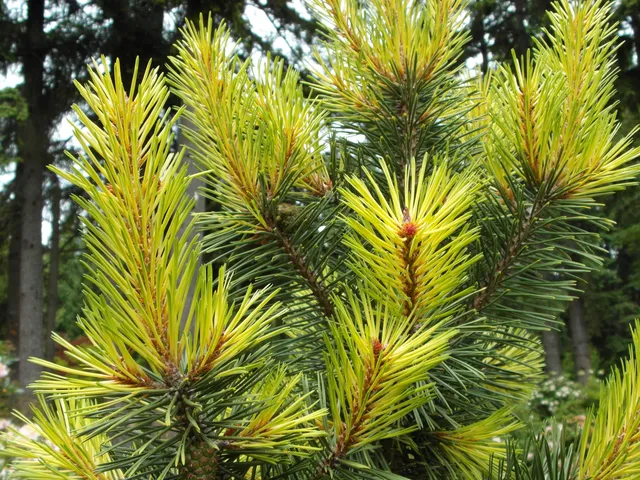 Lake Wilderness Arboretum