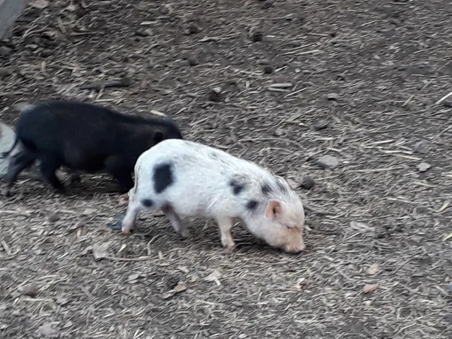 Villaggio di Natale in Fattoria