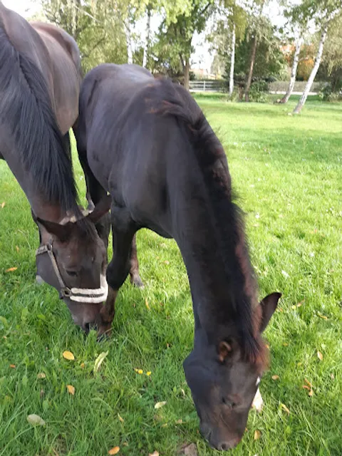 Reit- und Fahrverein Rosenhof Görlitz