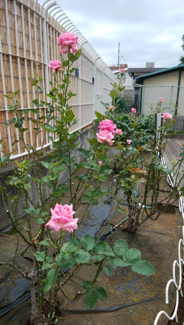 photo-2