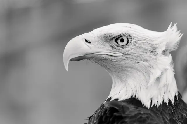 Jagdfalkenhof Hans-Peter Schaaf