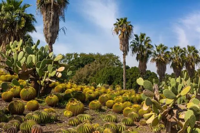 Cactus Park