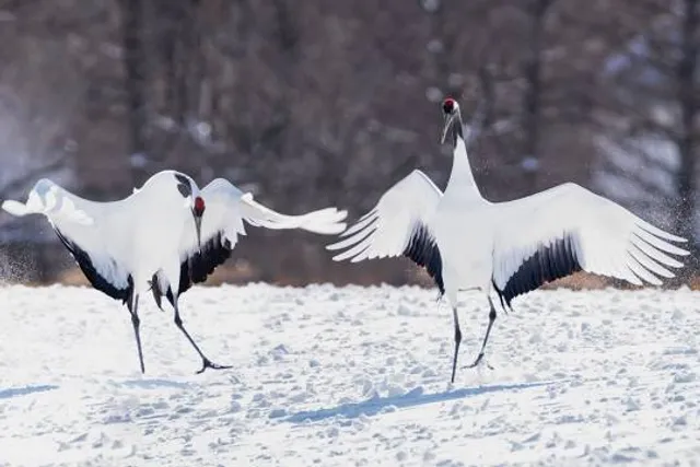 Tsurui-Ito Tancho Sanctuary