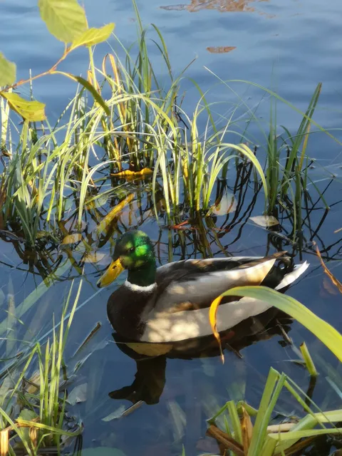 Samtgemeinde Siedenburg